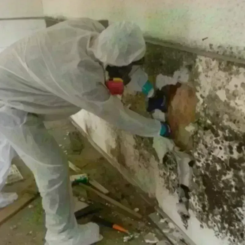 Mold Remediation and Removal in Twin City, GA